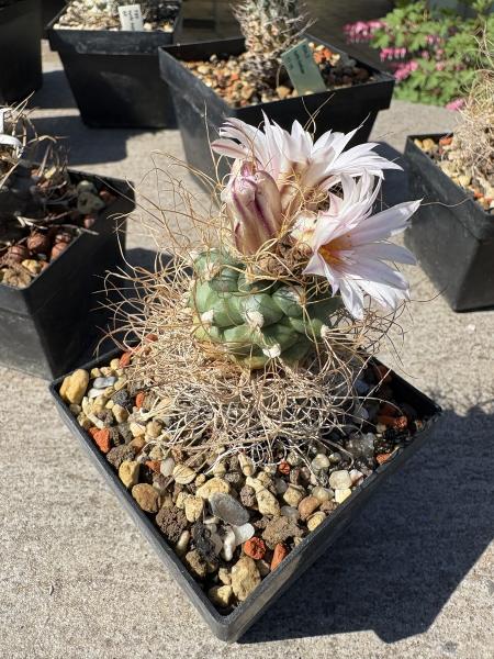 Turbinicarpus pseudomacrochele